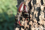 Stag Beetle (Lucanus cervus)