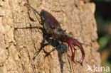 Stag Beetle (Lucanus cervus)