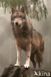 Wolf (Canis lupus)