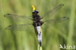 Bruine korenbout (Libellula fulva)