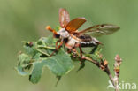 common cockchafer (Melolontha melolontha)