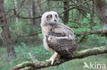 Eurasian Eagle-Owl (Bubo bubo)