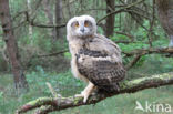 Eurasian Eagle-Owl (Bubo bubo)