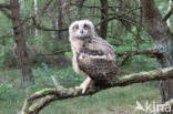 Eurasian Eagle-Owl (Bubo bubo)