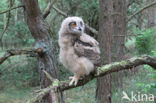 Eurasian Eagle-Owl (Bubo bubo)