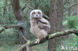 Eurasian Eagle-Owl (Bubo bubo)