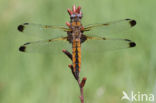 Bruine korenbout (Libellula fulva)