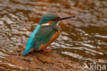 IJsvogel (Alcedo atthis)