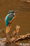 IJsvogel (Alcedo atthis)