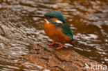 IJsvogel (Alcedo atthis)