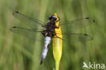 Bruine korenbout (Libellula fulva)