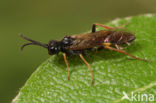 curled rose sawfly (Allantus cinctus)