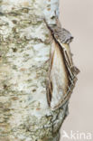 Swallow Prominent (Pheosia tremula)