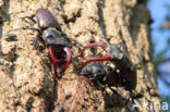 Stag Beetle (Lucanus cervus)