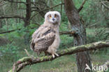 Eurasian Eagle-Owl (Bubo bubo)