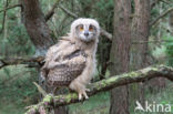 Eurasian Eagle-Owl (Bubo bubo)