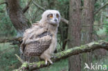 Eurasian Eagle-Owl (Bubo bubo)