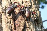 Stag Beetle (Lucanus cervus)