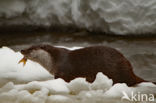 European Otter (Lutra lutra)