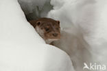 European Otter (Lutra lutra)