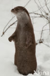 European Otter (Lutra lutra)