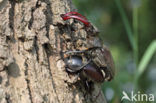 Stag Beetle (Lucanus cervus)