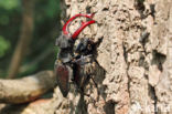 Stag Beetle (Lucanus cervus)