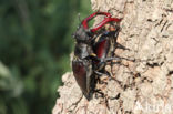 Stag Beetle (Lucanus cervus)