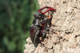 Stag Beetle (Lucanus cervus)