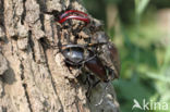 Stag Beetle (Lucanus cervus)