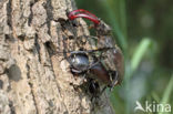 Stag Beetle (Lucanus cervus)