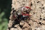 Stag Beetle (Lucanus cervus)