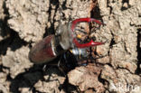 Stag Beetle (Lucanus cervus)