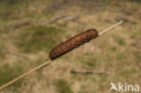 Broad-bordered Yellow Underwing (Noctua fimbriata)