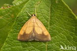 Gezoomde Valkmot (Evergestis limbata)