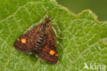 Muntvlinder (Pyrausta aurata)