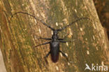 great capricorn beetle (Cerambyx cerdo)