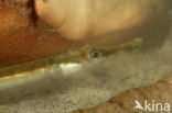 Nilsson s Pipefish (Syngnathus rostellatus)