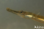 Nilsson s Pipefish (Syngnathus rostellatus)