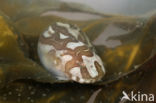 Sea Snail (Liparis liparis)