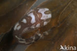 Sea Snail (Liparis liparis)