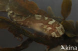 Sea Snail (Liparis liparis)