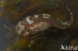 Sea Snail (Liparis liparis)