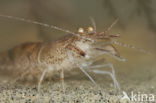 Common shrimp (Crangon crangon)