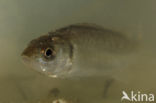 Bass (Dicentrarchus labrax)