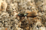 Cillenus lateralis