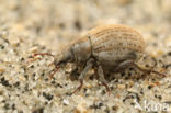 Philopedon plagiatus