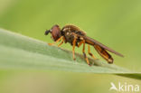 Hoverfly (Platycheirus fulviventris)