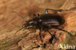 Kleine Poppenrover (Calosoma inquisitor)