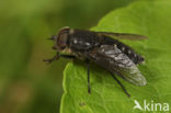 black-legged horsefly (Hybomitra micans)